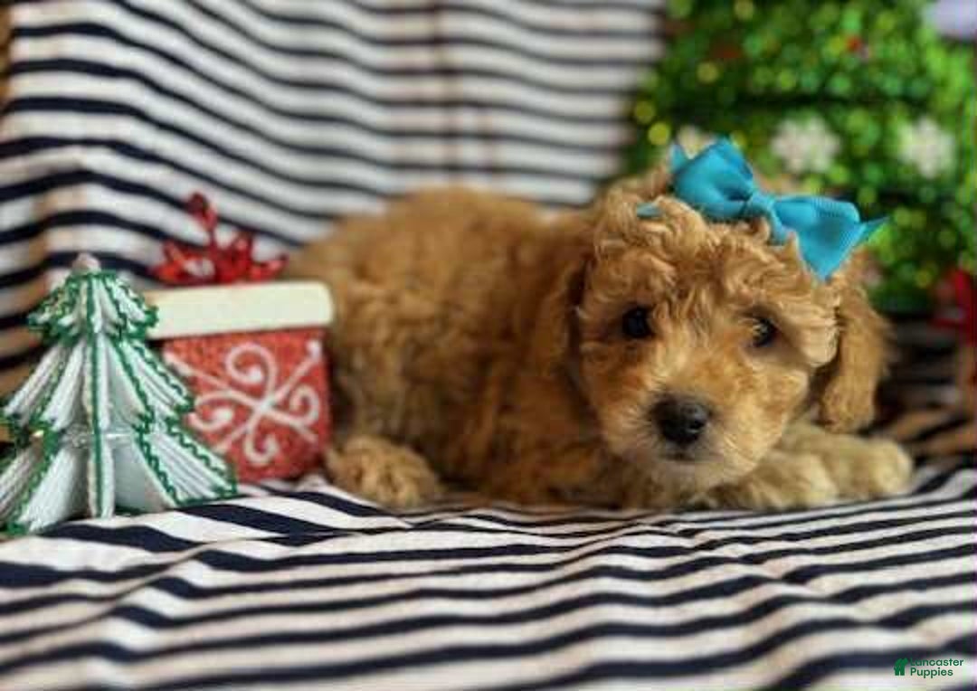Toy Poodle dogs for sale: Jen - Ad 1
