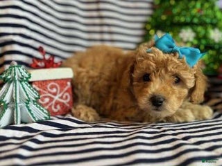 Toy Poodle dogs Jen - Ad 27