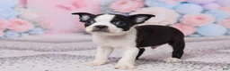 Boston Terrier dogs for sale: Joe - Ad 5