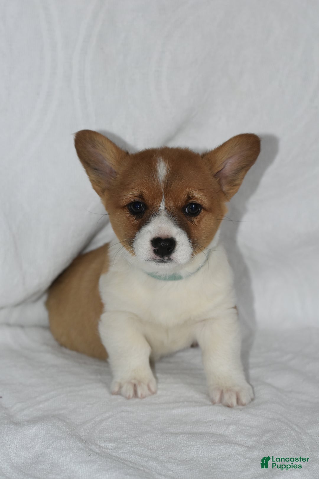 Welsh Corgi Pembroke dogs for sale: Tidbit - Ad 3