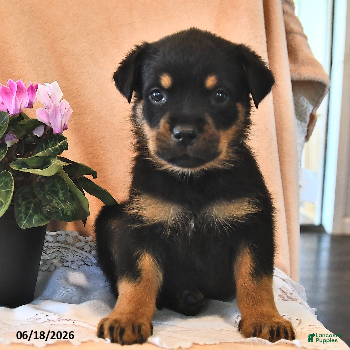 Rottweiler dogs Bella    - Ad 1