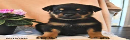 Rottweiler dogs for sale: Bella    - Ad 1