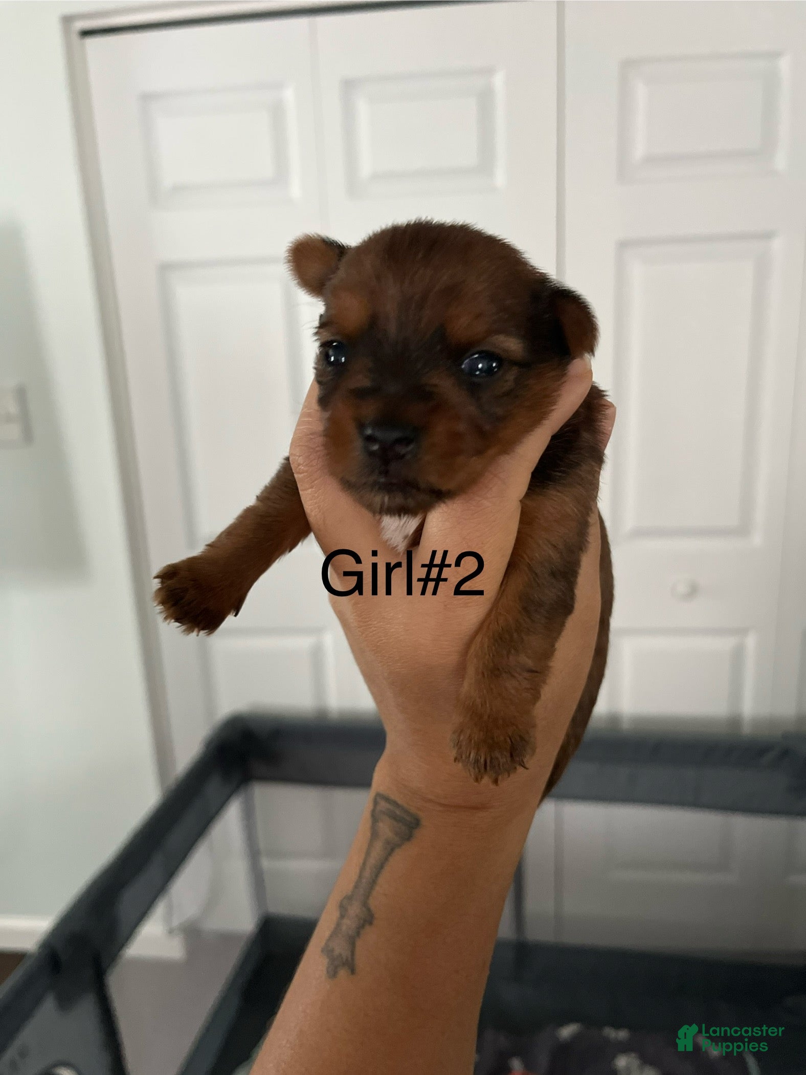 Yorkshire Terrier dogs Yorkshire Terrier Puppy 2 - Ad 33