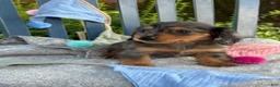 Miniature Dachshund dogs for sale: Tilly - Ad 11
