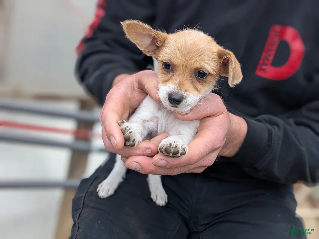 Chipoo dogs for sale: Chipoo Puppy 1 - Ad 4