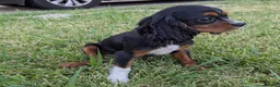 Cavalier King Charles Spaniel dogs for sale: Sock - Ad 1