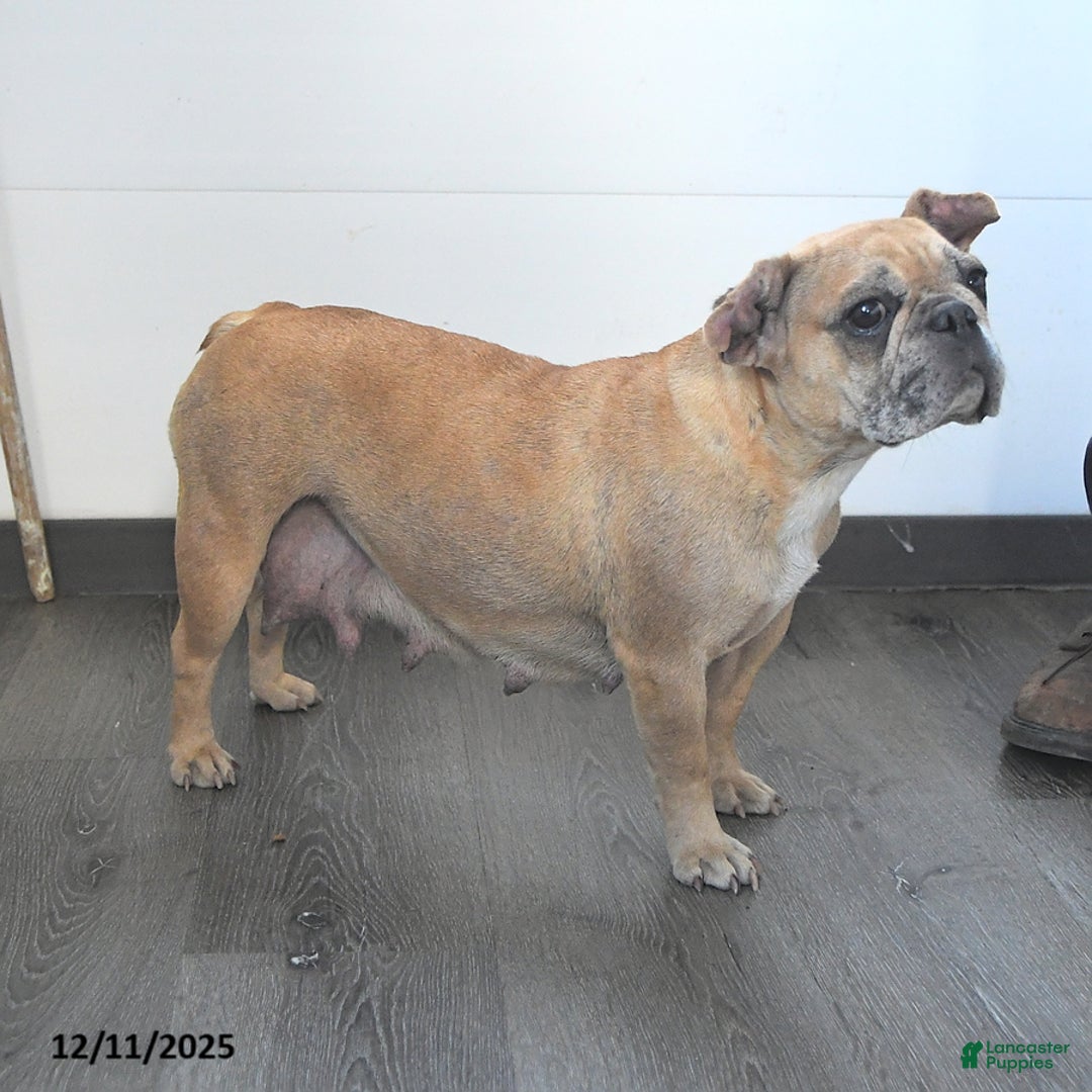 French Bulldog dogs for sale: Ashley - Ad 6