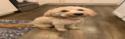 Mini Goldendoodle dogs for sale: Maverick - Ad 3