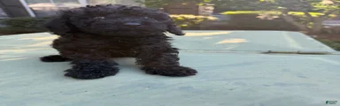 Cavapoo Puppy 5