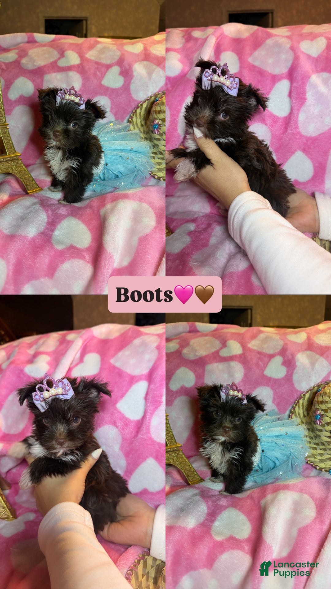 Yorkshire Terrier dogs for sale: Yorkshire Terrier Puppy 2 - Ad 1