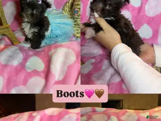 Yorkshire Terrier dogs Yorkshire Terrier Puppy 2 - Ad 21