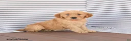 Golden Retriever dogs for sale: Fluffy - Ad 4