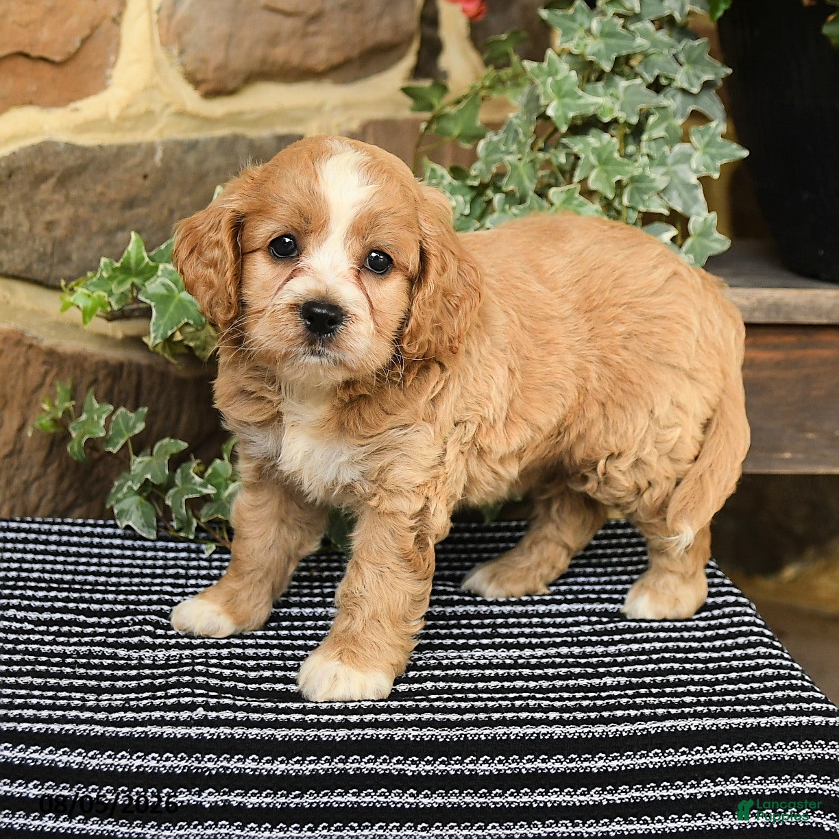 Cockapoo dogs Mocha - Ad 2