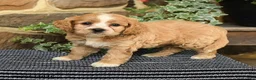 Cockapoo dogs for sale: Mocha - Ad 2