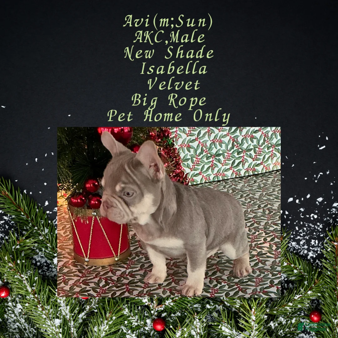 French Bulldog dogs for sale: Avi (mng: Light) - Ad 4