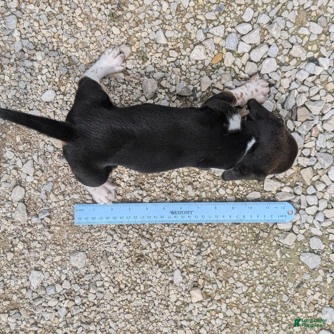 Beagle dogs for sale: Toast - Ad 10