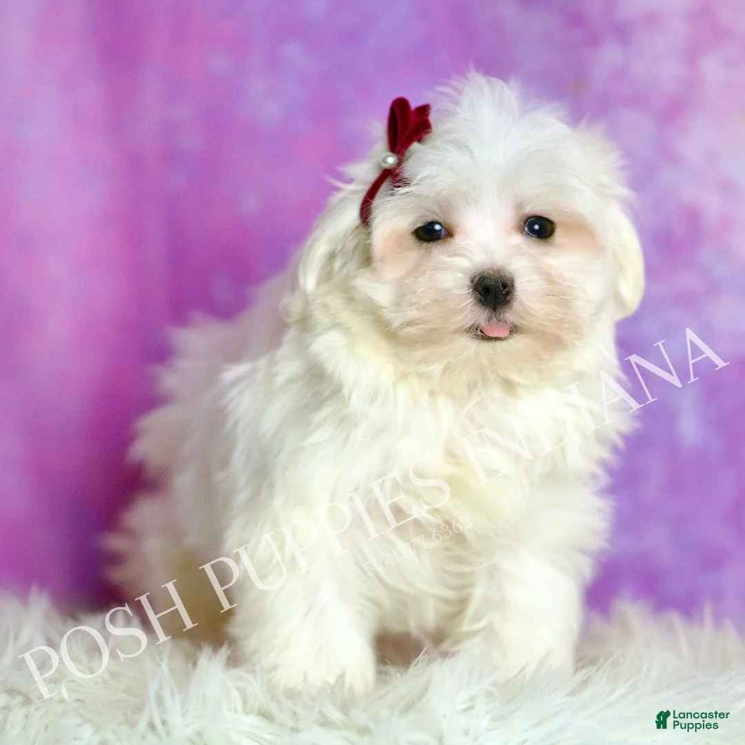 Maltese dogs for sale: Luca AKC - Ad 1