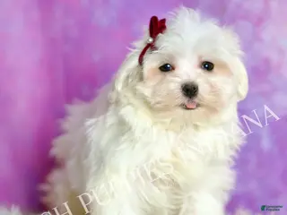 Maltese dogs Luca AKC - Ad 39