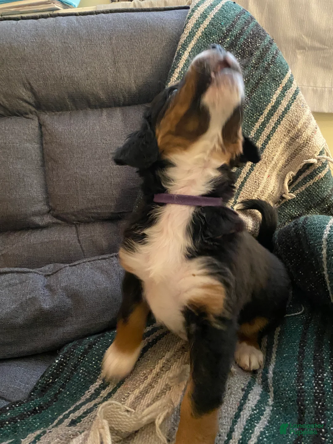 Bernedoodle dogs for sale: Bernedoodle Puppy 1 - Ad 5