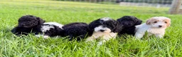 Mini Goldendoodle dogs for sale: SPENCER - Ad 9