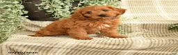 Cavapoo dogs for sale: Parker - Ad 1