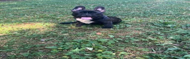 French Bulldog Puppy 5