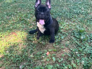 French Bulldog dogs French Bulldog Puppy 5 - Ad 18