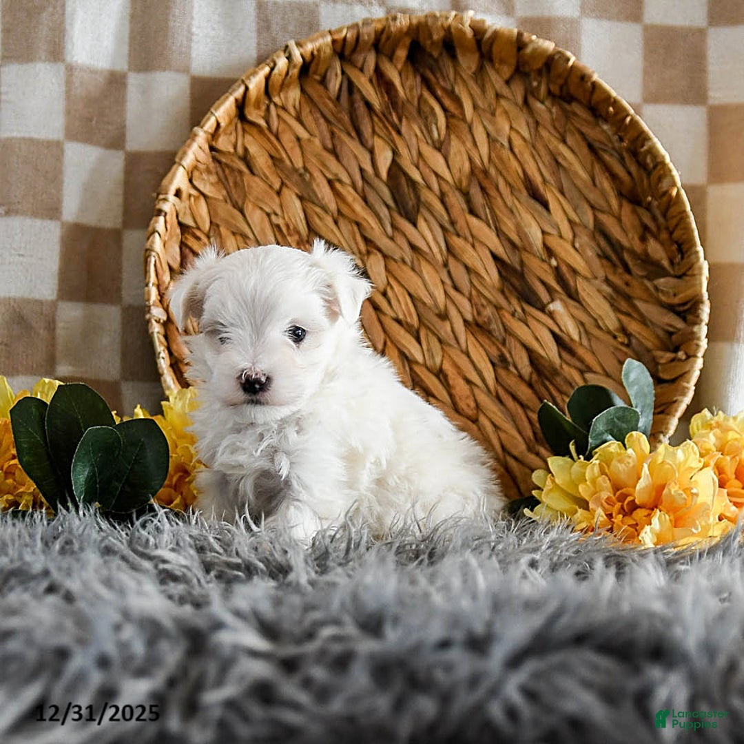 Maltese dogs for sale: Moose - Ad 3