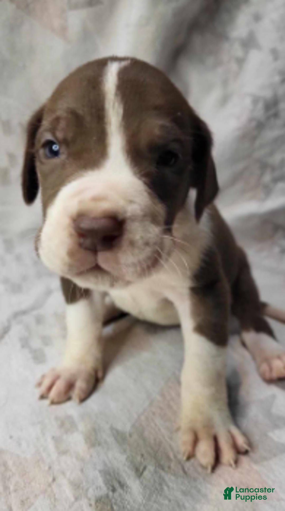Great Dane dogs for sale: Cannoli - Ad 3