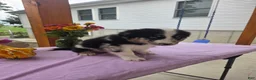 Australian Shepherd dogs for sale: Charlie - Ad 6