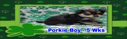 Mixed Breed dogs for sale: Porkie Boy - Ad 1