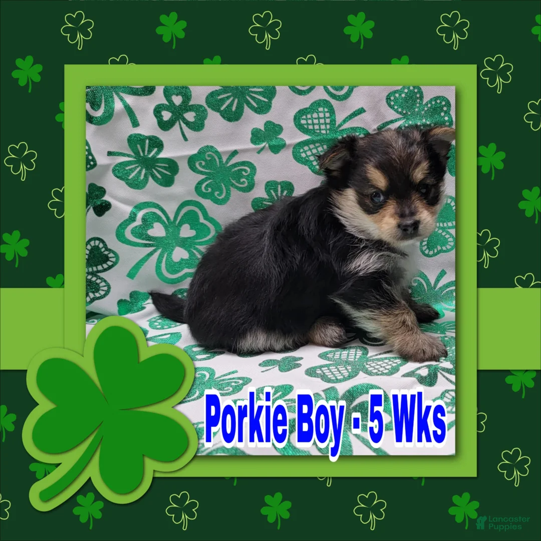 Mixed Breed dogs for sale: Porkie Boy - Ad 1