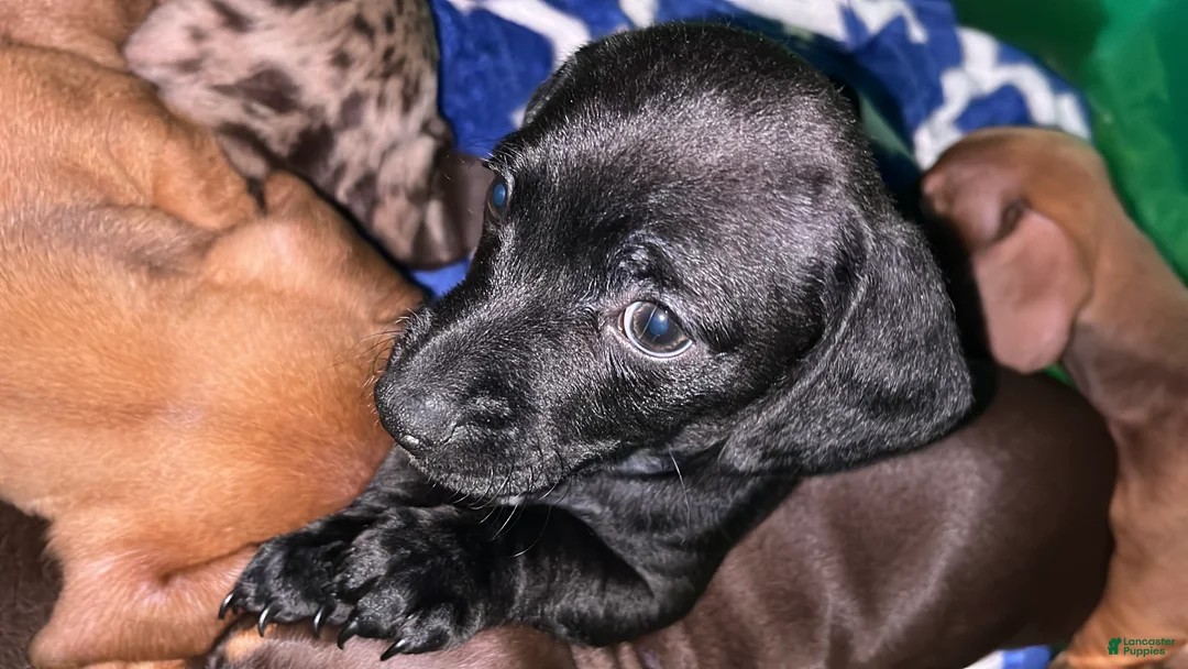 Dachshund dogs for sale: Mini Dachshund Puppy 3 - Ad 2