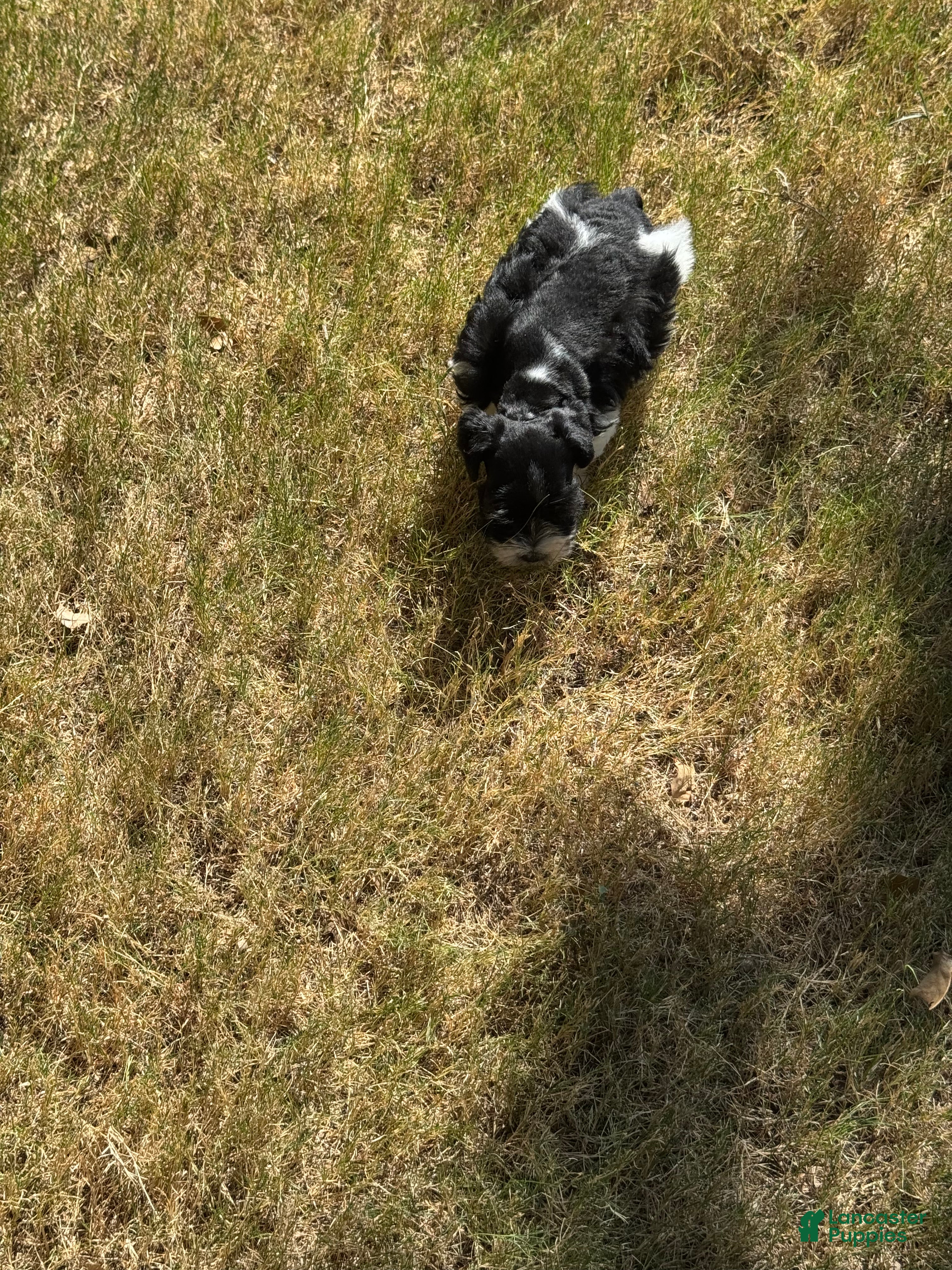 Miniature Schnauzer dogs Raz - Ad 2