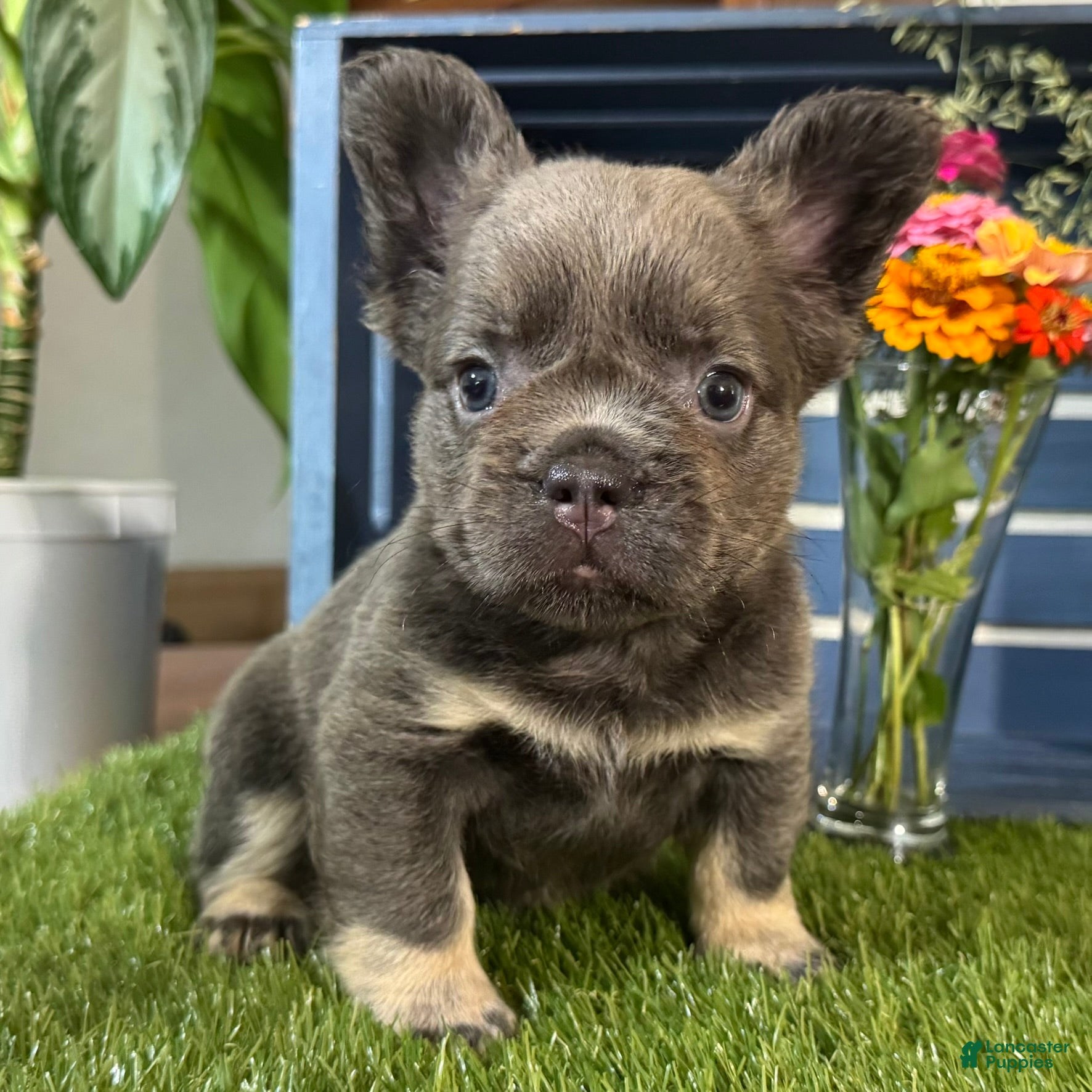 French Bulldog dogs Gabbie - Ad 1