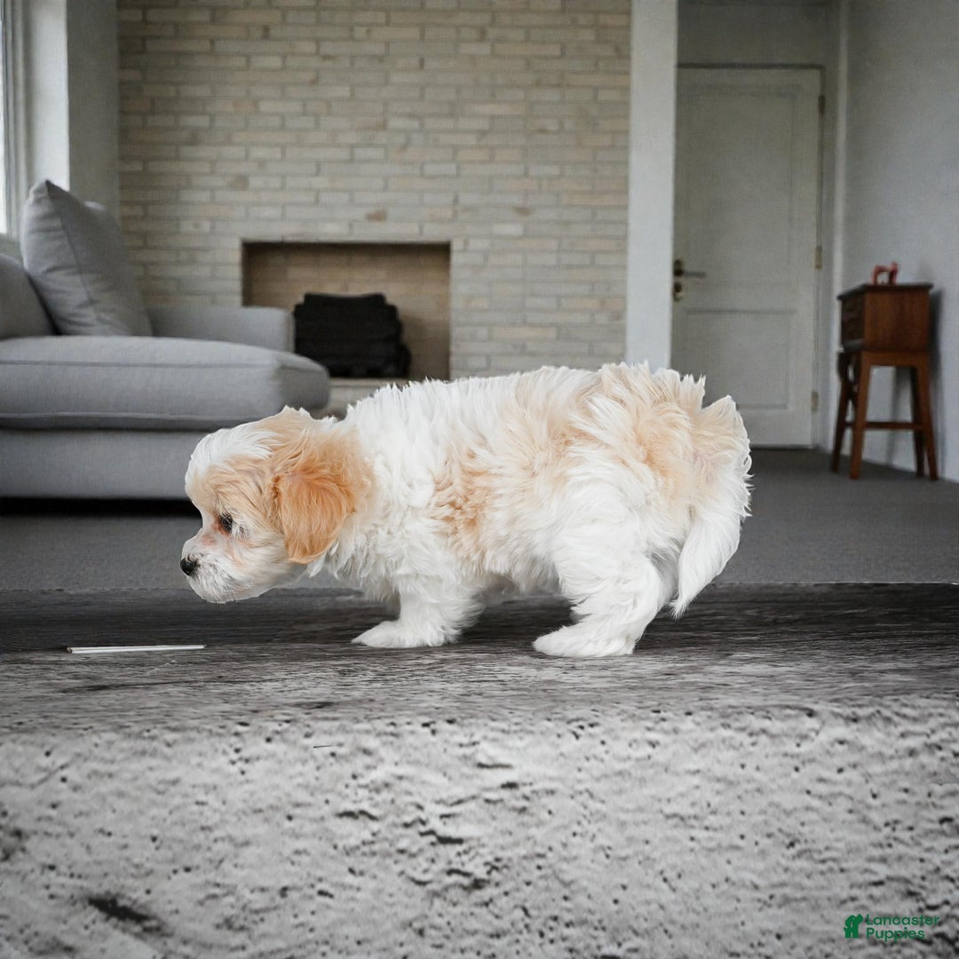 Maltipoo dogs for sale: Daisy - Ad 7