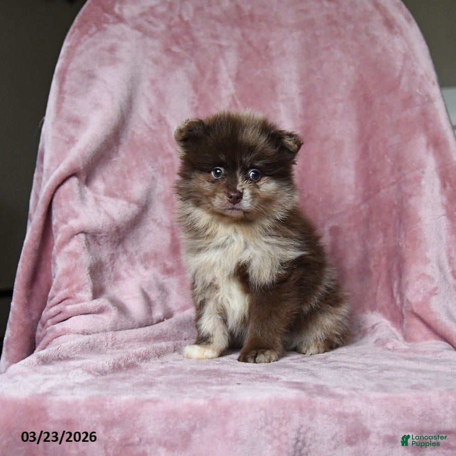 Pomeranian dogs Ozzie - Ad 1