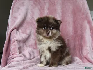 Pomeranian dogs for sale: Ozzie - Ad 4