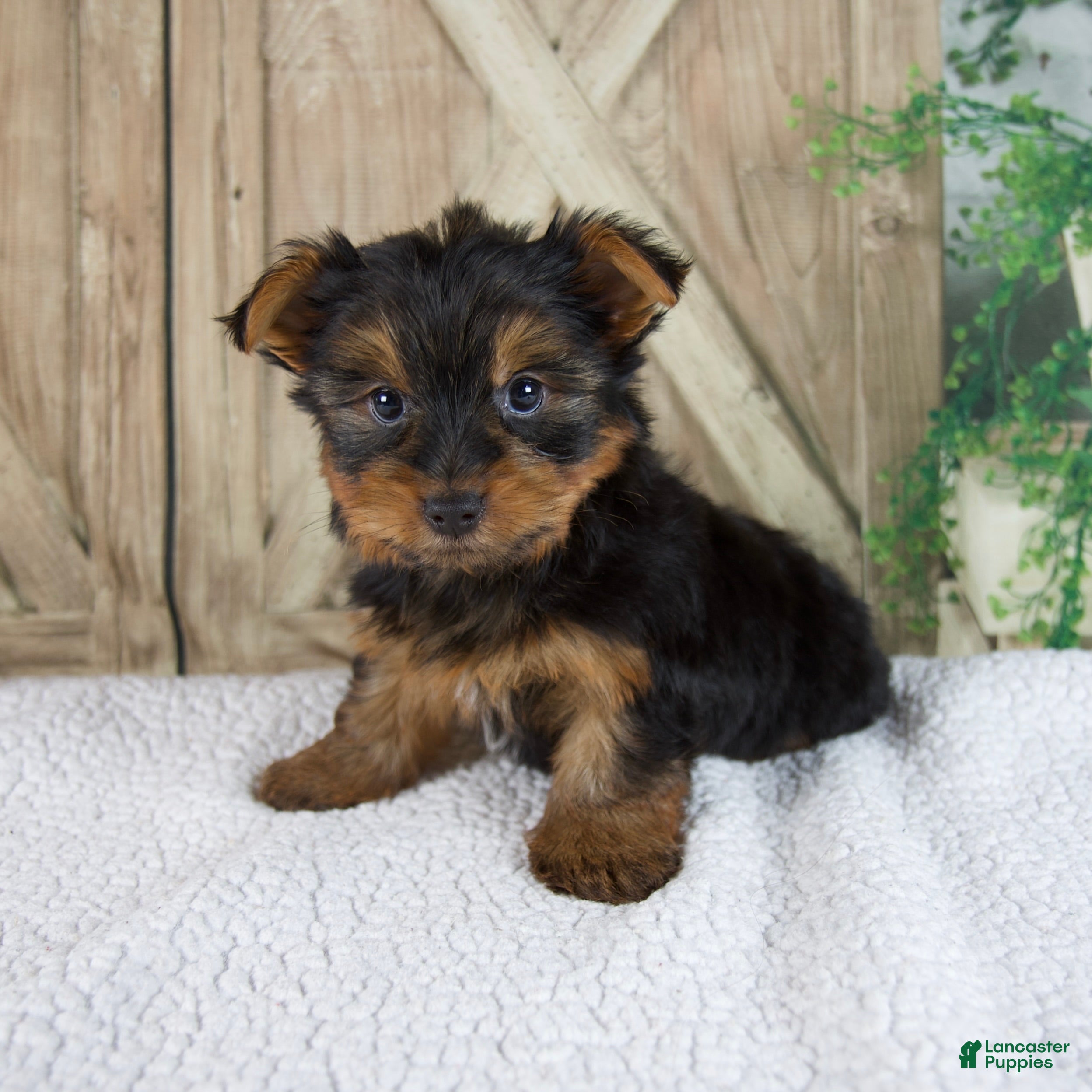 Yorkshire Terrier dogs Silas - Ad 1