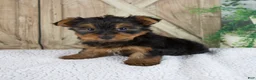 Yorkshire Terrier dogs for sale: Silas - Ad 1