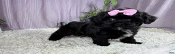 Shihpoo dogs for sale: Shihpoo 2 - Ad 2