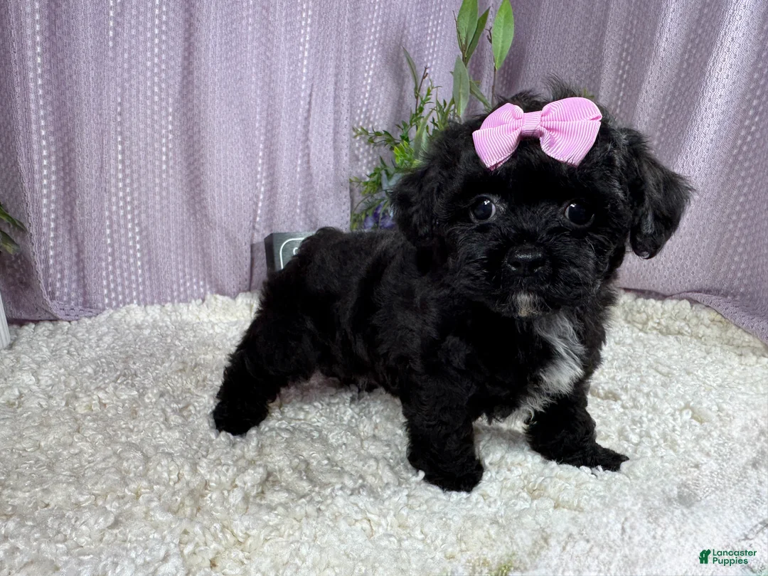 Shihpoo dogs for sale: Shihpoo 2 - Ad 2