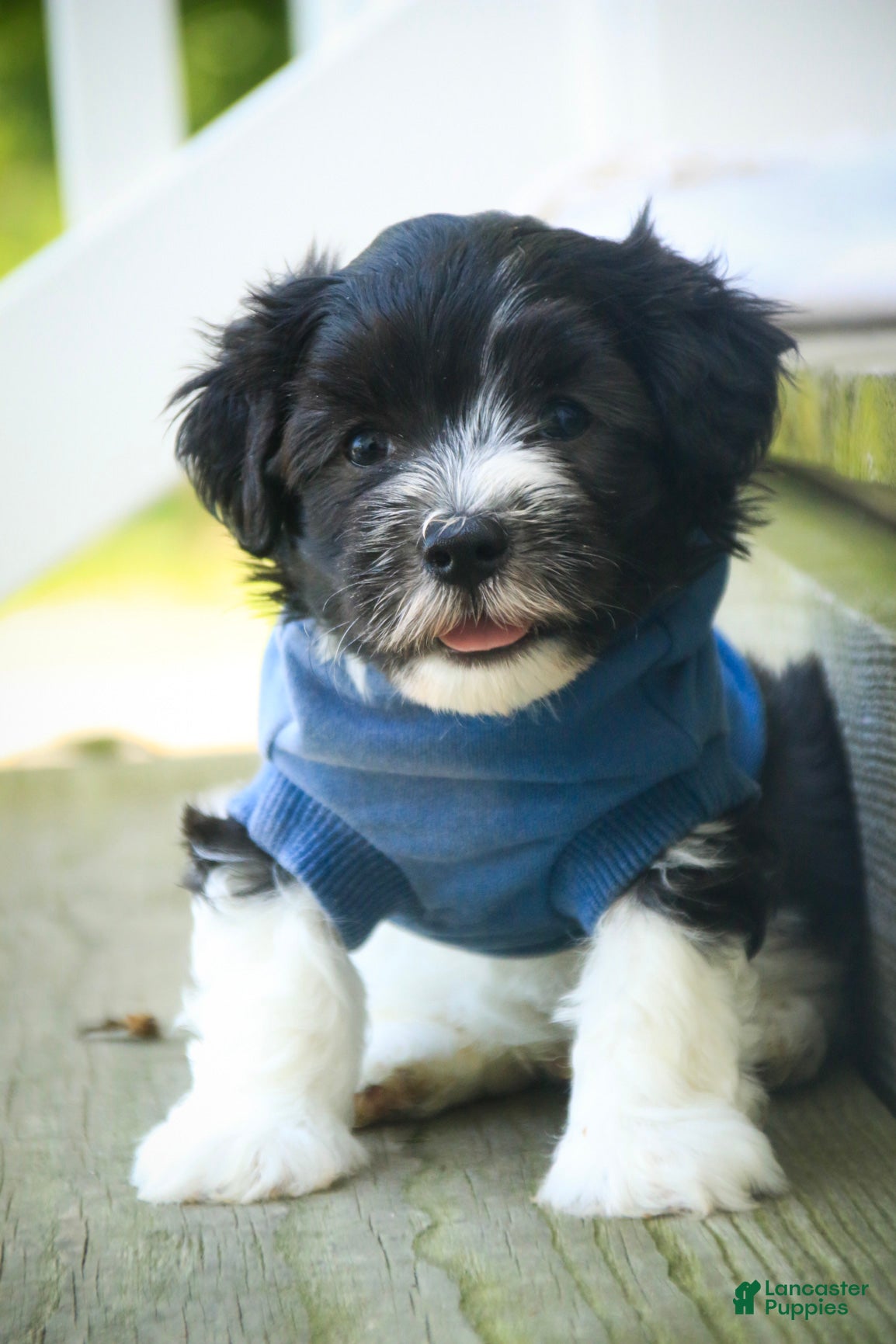 Havanese dogs Apollo Havanese  - Ad 1