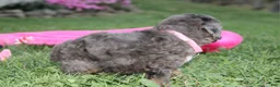Miniature Poodle dogs for sale:  Brinley - Ad 10