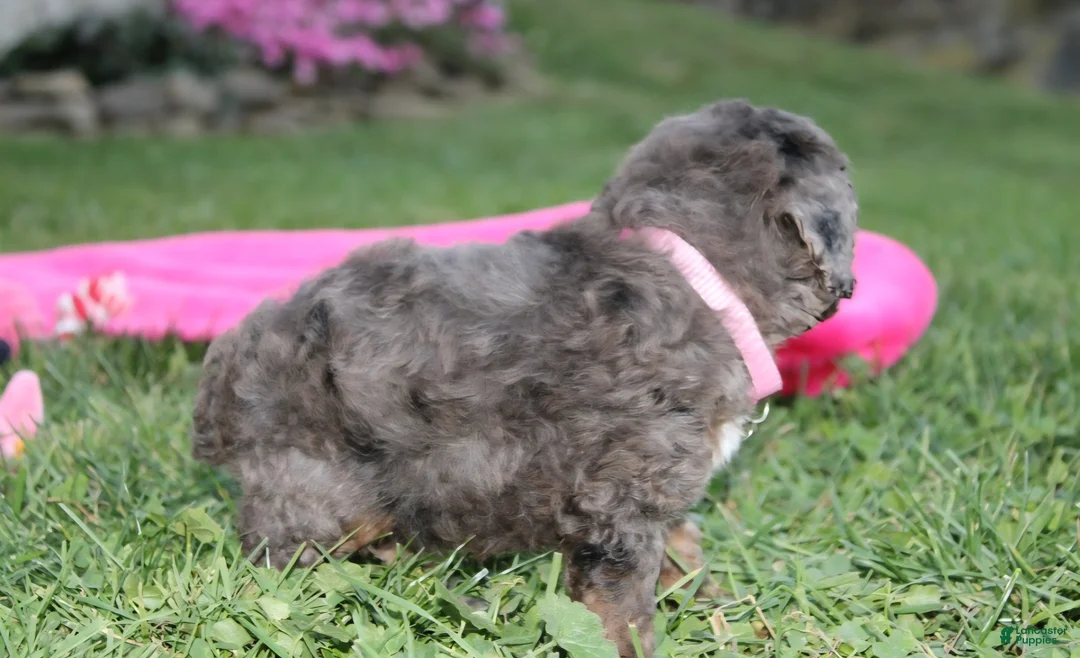 Miniature Poodle dogs for sale:  Brinley - Ad 10