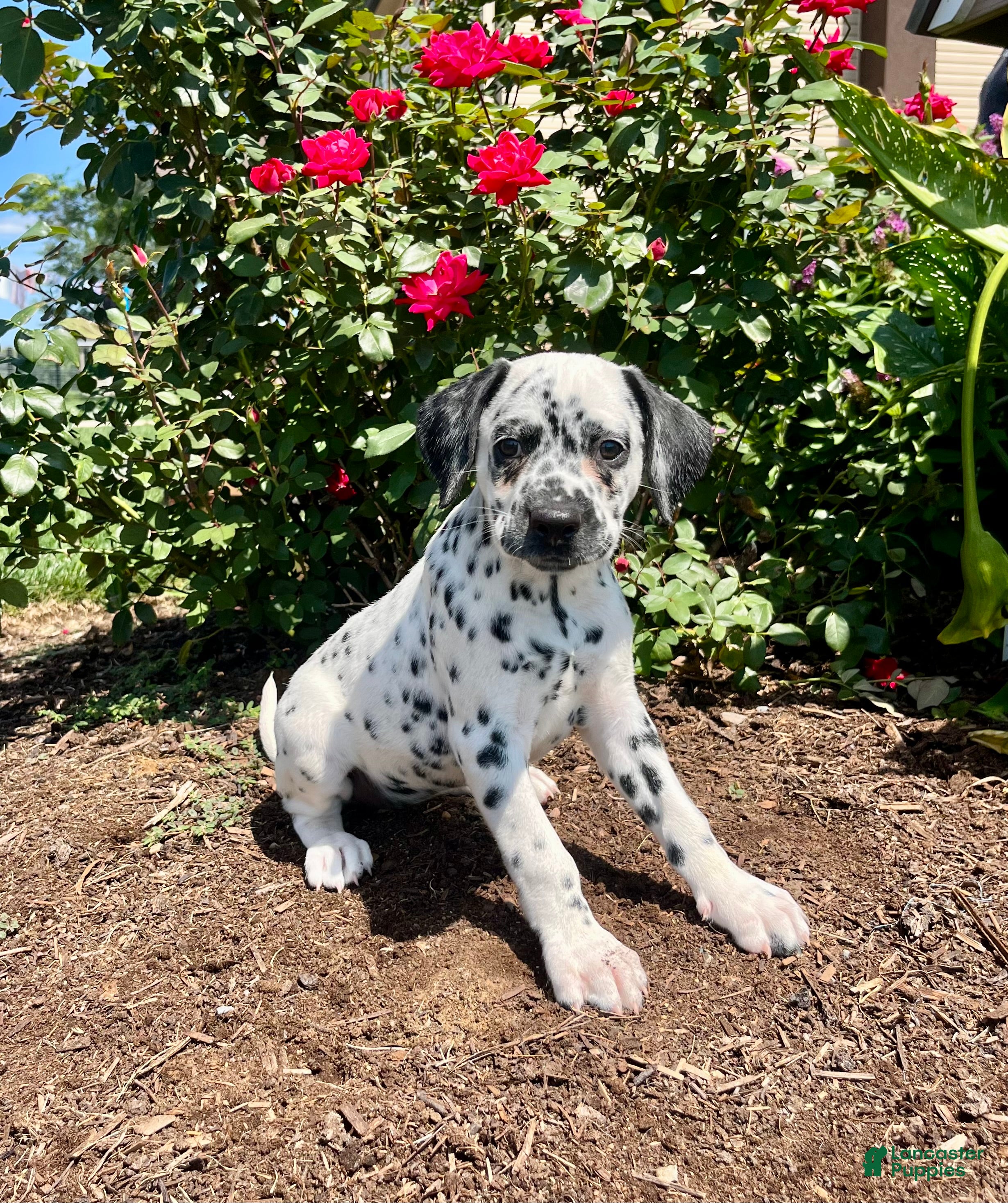 Dalmatian dogs Sienna ❤️AKC Registered🐾Text or call today - Ad 1