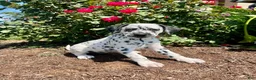 Dalmatian dogs for sale: Sienna ❤️AKC Registered🐾Text or call today - Ad 1