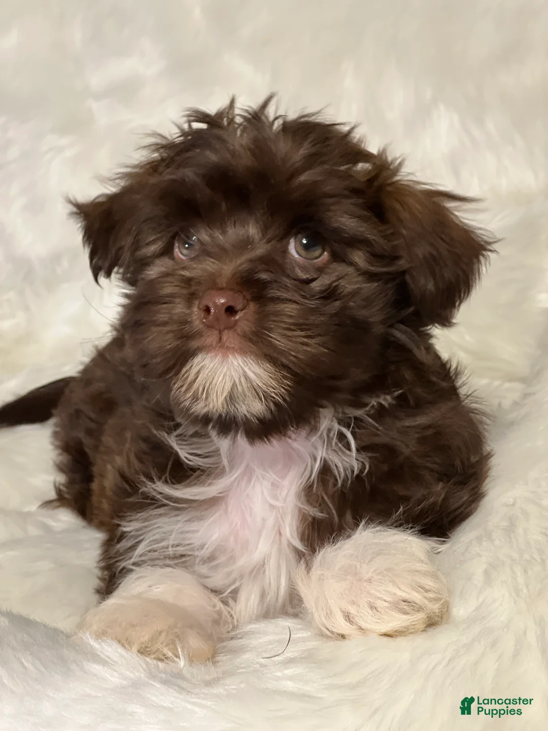 Havanese dogs for sale: Chewy - Ad 6