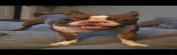 Boston Terrier dogs for sale: Boston Terrier Puppy 1 - Ad 12