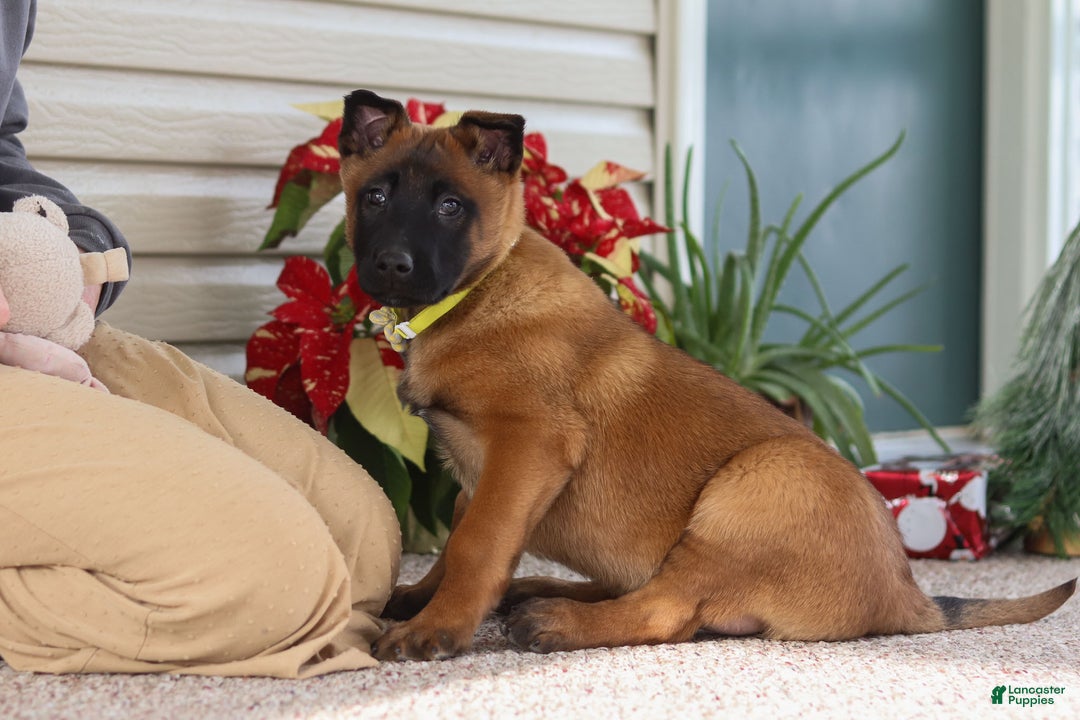 Belgian Malinois dogs for sale: Ginger - Ad 7
